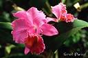 046fleur fuchia.jpg